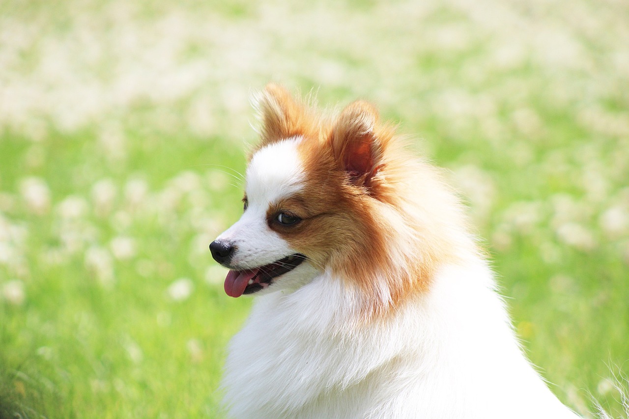 Why Pomeranians Are Such Popular Pets